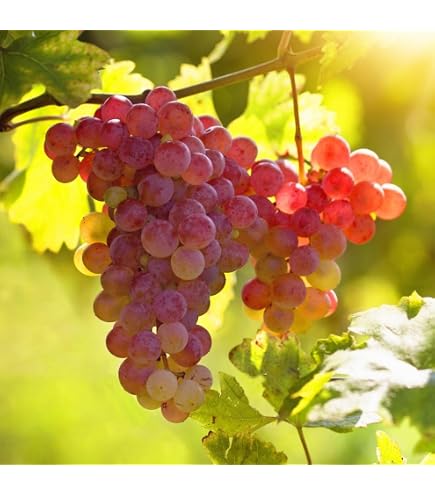 Amazon.com : Grape Seeds for Planting 100+ Pcs : Patio, Lawn & Garden